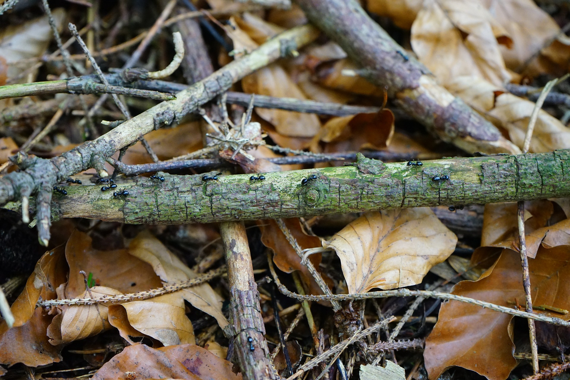 ant-street-474414_1920.jpg